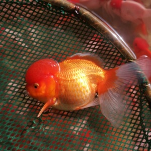 狮子头优质红狮头黑狮国狮金鱼活体观赏鱼淡水冷水招财鱼宠物金鱼