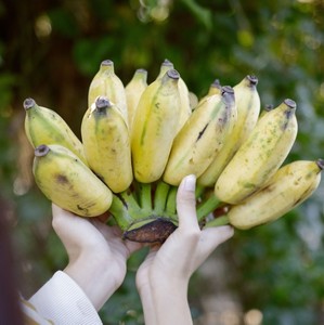 花夏陈 海南三亚野生芭蕉小香蕉小米蕉软糯无涩感4斤送半斤礼盒装