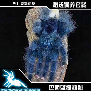 巴西蓝绿粉趾真正的纯种蓝绿粉5厘米宠物蜘蛛之家另有油彩粉红趾