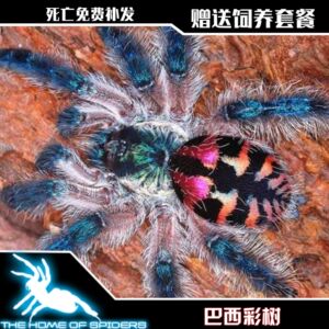 巴西彩树1厘米蜘蛛宠物新手温顺艳丽高端小型高端品种另类儿童毛