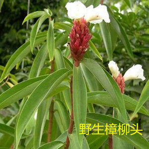 2斤包邮新鲜野生樟柳头 白石笋 广商陆 观音姜 山冬笋 横柯