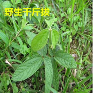 广西野生千斤拔千金拔一条根老鼠尾吊马桩金牛尾正品无硫500克