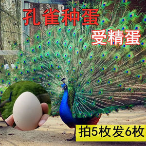 白孔雀种蛋受精蛋