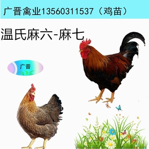 温氏老麻六-麻七鸡活苗 温氏麻鸡公母苗活体幼苗包活