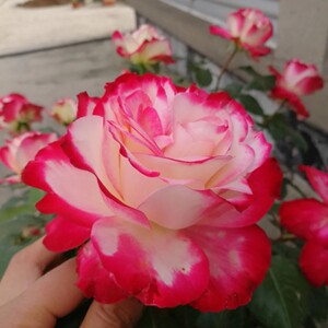 摩纳哥公爵月季盆栽双色白底红边很仙气耐晒抗病大花垂头花量大