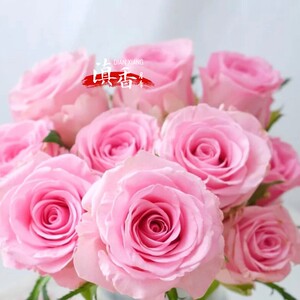 布加迪粉 超新品云南切花月季花苗扦插带土好养喜阳植物玫瑰盆栽