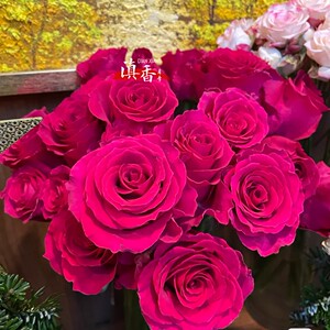 厄瓜多尔进口弗洛伊德优质花苗玫红色大花月季淡香直立好庭院花卉