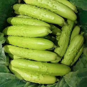 【山东特产】海阳白玉黄瓜新鲜农家自产5斤包邮