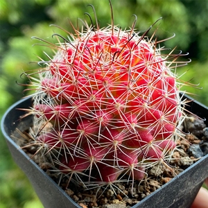 红娜丸仙人球乳突球属稀有自根红色仙人掌开花多肉植物防辐射盆栽