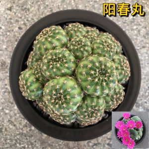 阳春丸超大群生仙人球紫花阳圣丸开花多肉植物室内桌面防辐射盆栽