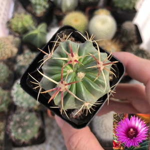 日出实生仙人球红刺开花多肉植物室内桌面防辐射好养仙人掌小盆栽