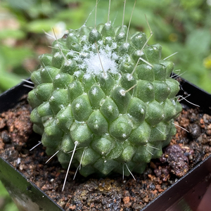 无刺白珠开花仙人球多肉植物软刺不扎手室内桌面防辐射仙人掌盆栽