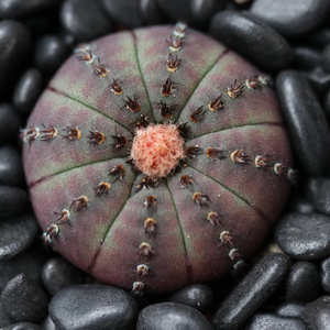 艳肌士童实生开花仙人球多肉植物稀有品种士童属趣味仙人掌小盆栽