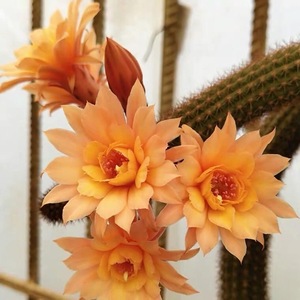 垂吊黄金纽开花仙人柱多肉植物群生爆仔软毛创意猴尾柱仙人掌盆栽