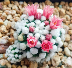 明日香姬软刺开花仙人球多肉植物乳突球萌系趣味不扎手仙人掌盆栽