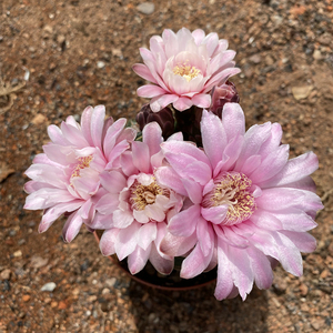 美花海王稀有趴刺仙人球多肉植物阳台重瓣大花伏刺仙人掌美观盆栽