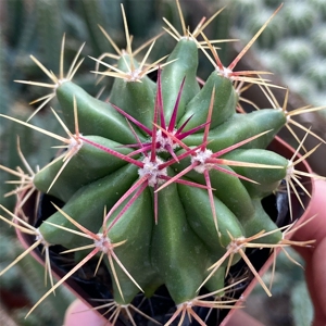 实生赤凤仙人球狂刺红刺仙人球多肉植物新手好养室内防辐射小盆栽