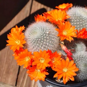 雪丽山开花仙人球群生多头软刺不扎手橙花宝山属仙人掌防辐射盆栽