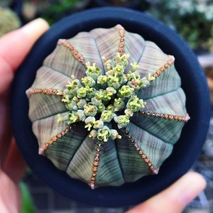 布纹球无刺开花仙人球多肉植物大戟科稀有品种创意桌面防辐射盆栽