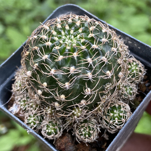 方便面仙人球乌艳丸趴刺开红花多肉植物桌面防辐射不扎手创意盆栽