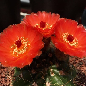红花青王丸实生仙人球开大花多肉盆栽南国玉属黄花青王球室内花卉