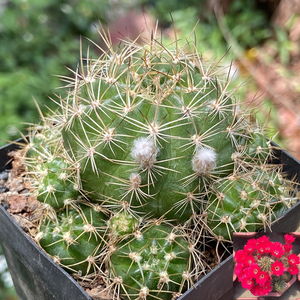 朱丽丸开花仙人球丽花球属朱莉丸开红花群生仙人掌室内防辐射盆栽