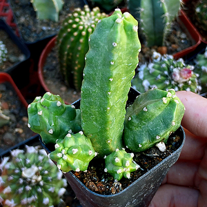 桃太郎仙人球多肉植物鹿角柱属无刺开大红花仙人掌趣味防辐射盆栽