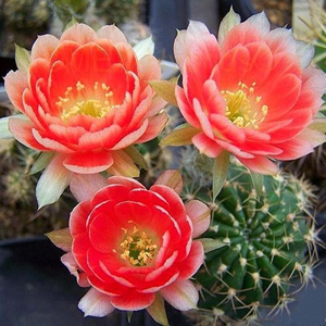 火焰blaze仙人球丽花球属稀有开大花美观仙人掌桌面防辐射小盆栽