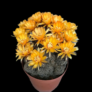 辉煌仙人球开花多肉植物丽花球属黄花开花机器防辐射不扎手仙人掌