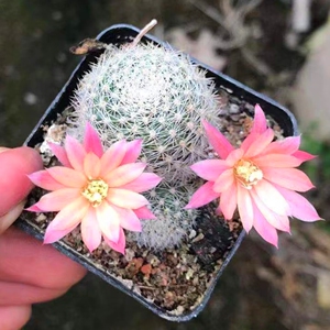 美拉达复色宝山粉蝶仙人球新手好养软刺不扎手沟宝山仙人掌小盆栽