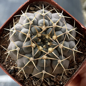 实生三刺玉开花仙人球多肉植物稀有裸萼属趣味三本刺防辐射小盆栽