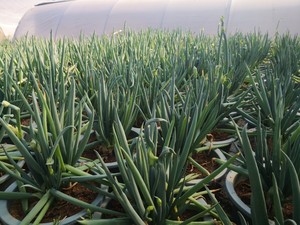 闽南风葱漳州厦门泉州风葱厨房可食用可观赏挺拔翠绿龙爪葱楼仔葱