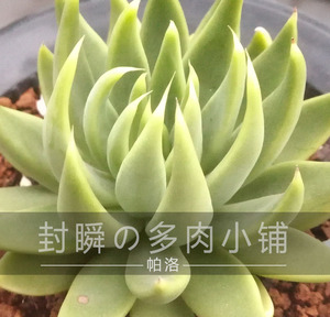 植物杜里万多肉墨西哥巨人多肉雪爪绿爪魔爪多肉植物萌萌奇趣花房8