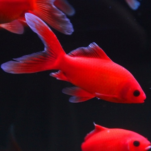 金刚鹦鹉鱼