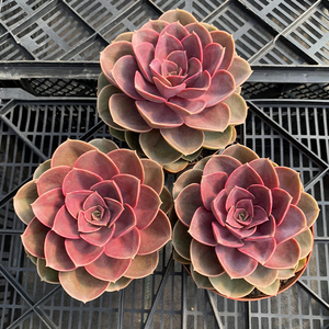 欧版紫珍珠 子持年华多肉植物群生多头容易养好度夏办公桌阳台