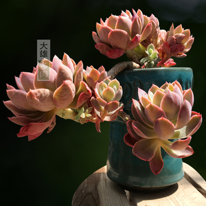 一物一拍 多肉植物丝绸面纱巨型大株阳台好养精品老桩组合盆栽花