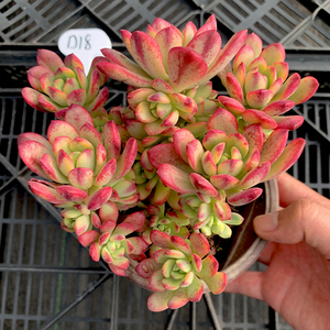 一物一拍 叮当锦 多头群生老桩多肉植物精品好养活阳台桌面花卉