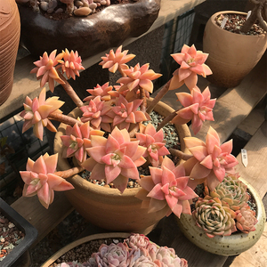 一物一拍 橙色恋人橙色布丁老桩悬崖桩多肉植物大颗天台花卉绿植