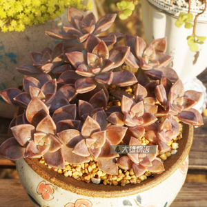 【大雄物语】多肉植物 阿伦陪 品相好容易养活组合盆栽办公绿植