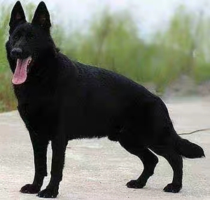 纯种东德牧羊犬活体幼犬成年犬警犬军犬工作犬黑色看家护院大狼狗