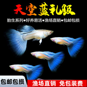 天空蓝孔雀鱼热带鱼观赏鱼活体鱼小型淡水鱼凤尾鱼新手鱼好养包邮