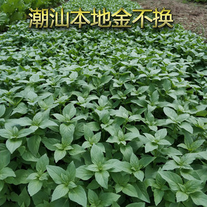 四季小叶金不换种子潮汕本地九层塔种子香浓罗勒种籽高香味薄荷籽