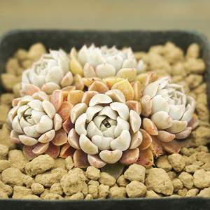 墨西哥姬莲多肉