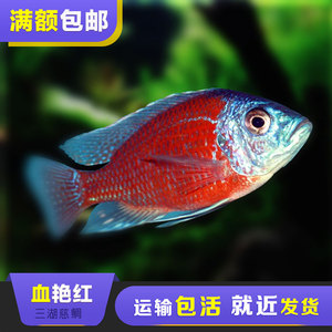 血艳红慈鲷