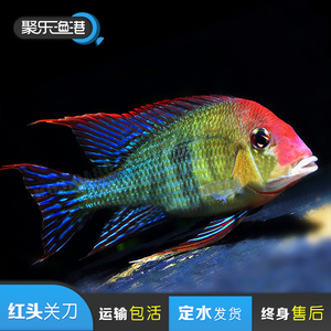 进口纯种食土鲷活体关刀宠物淡水美洲观赏鱼热带鱼巴赫斯红头关刀