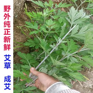 新鲜现采 野生艾草 陈艾整颗驱蚊 泡脚 端午产后 三年生 500g包邮