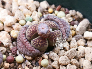 同款货源平素善恶淘宝c258臼典玉生石花 4年母本 铁锈红   品相