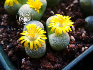 【种】多肉 生石花 碧琉璃  c345a 黄碧琉璃 20粒 100粒