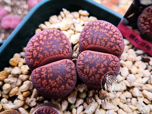 酒红日轮生石花