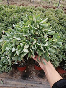 一物一拍 海带花月 多肉植物花月系列新华月锦姬红花月黄金花月